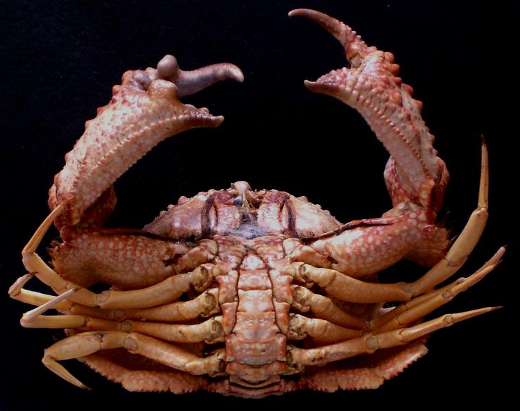 Calappa gallus  T.F.C. male ventral view.jpg